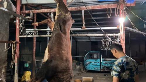 宰牛视频,揭秘宰牛现场的真实画面