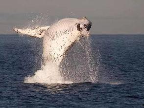 抓鲸鱼视频,高清视频直击惊心动魄的海洋捕猎