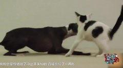 杀大狗的视频,揭秘杀大狗视频背后的真相与挑战