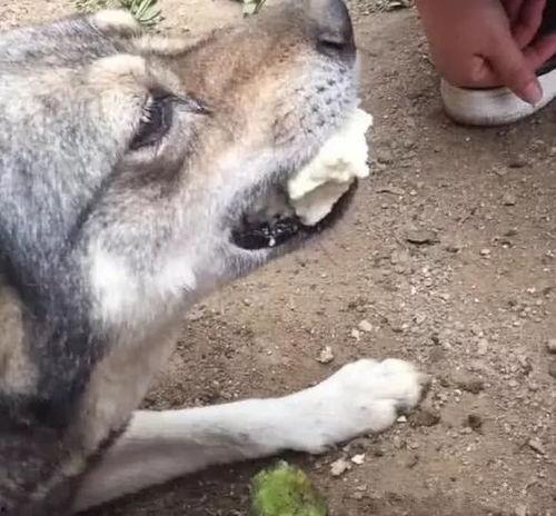 杀大狗的视频,揭秘杀大狗视频背后的真相与挑战
