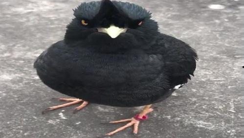 颠仔八哥全部视频,趣味横生的短视频集锦