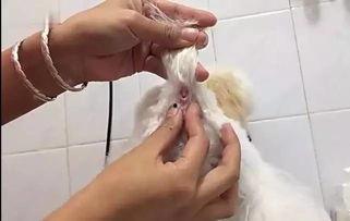 狗狗挤肛门腺视频教程