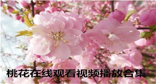 桃花视频在线观看免费,尽享视听盛宴